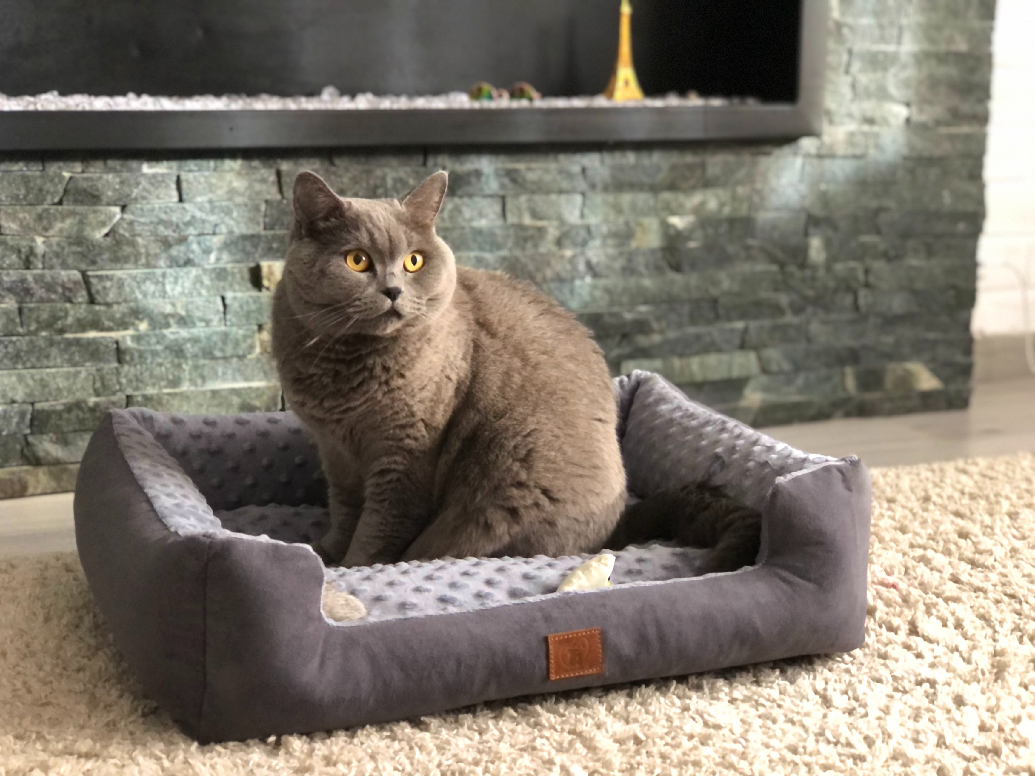 Cat main